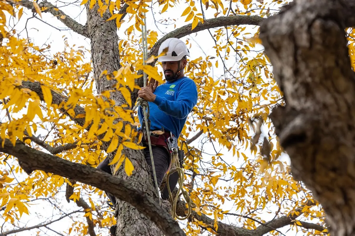 Skilled Storm Damage Cleanup crew working in Hamilton
