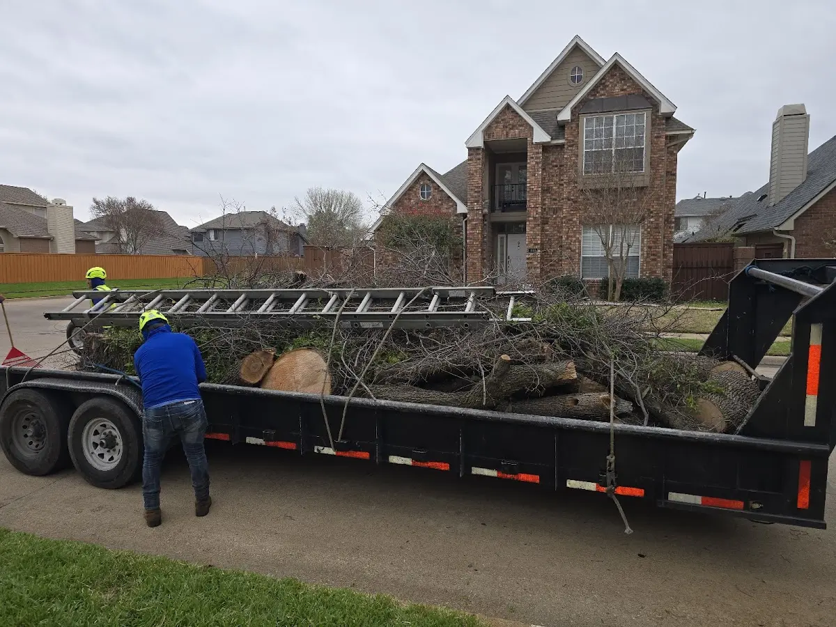 Expert Tree Removal with proper safety equipment in Hamilton